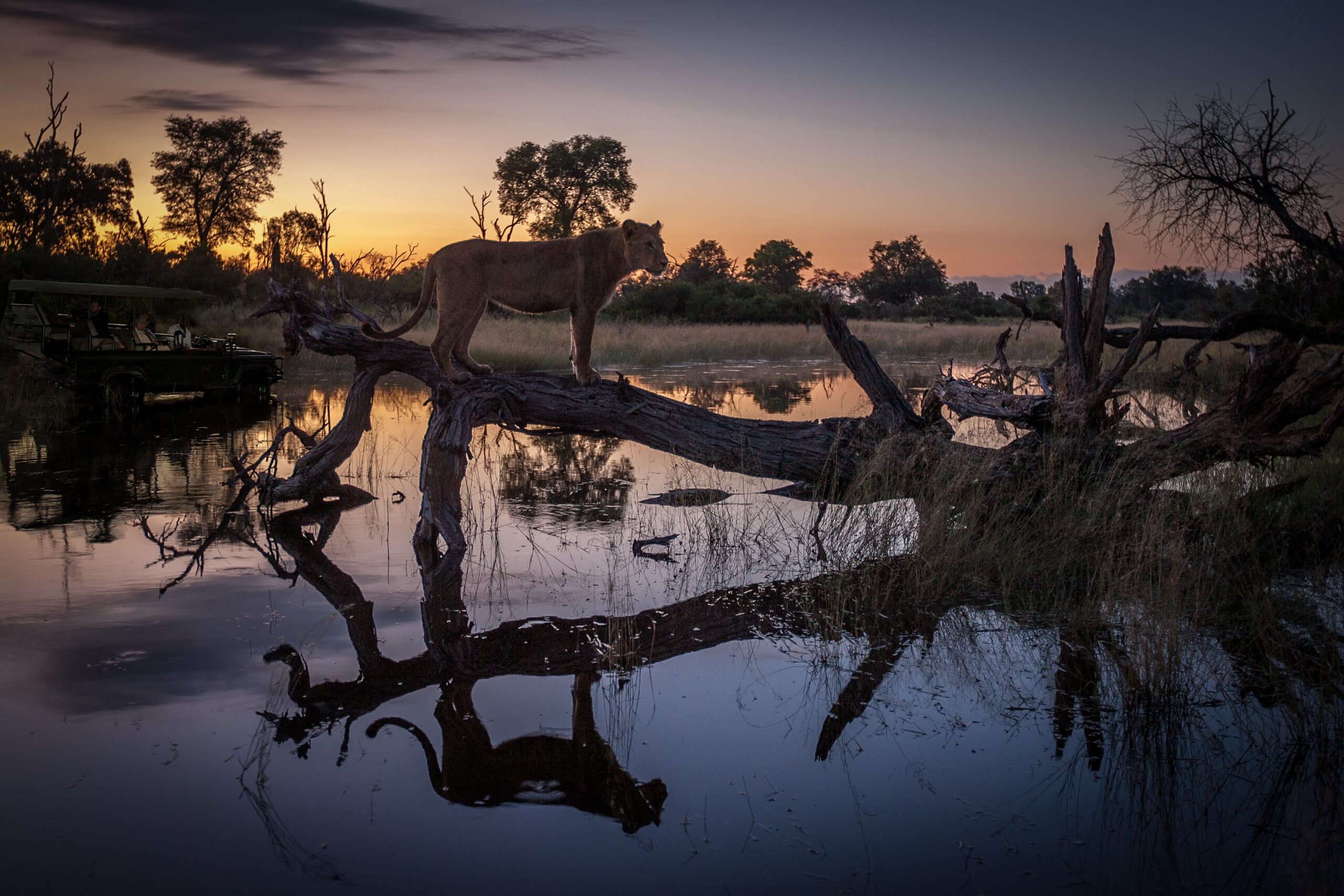 lion on water
