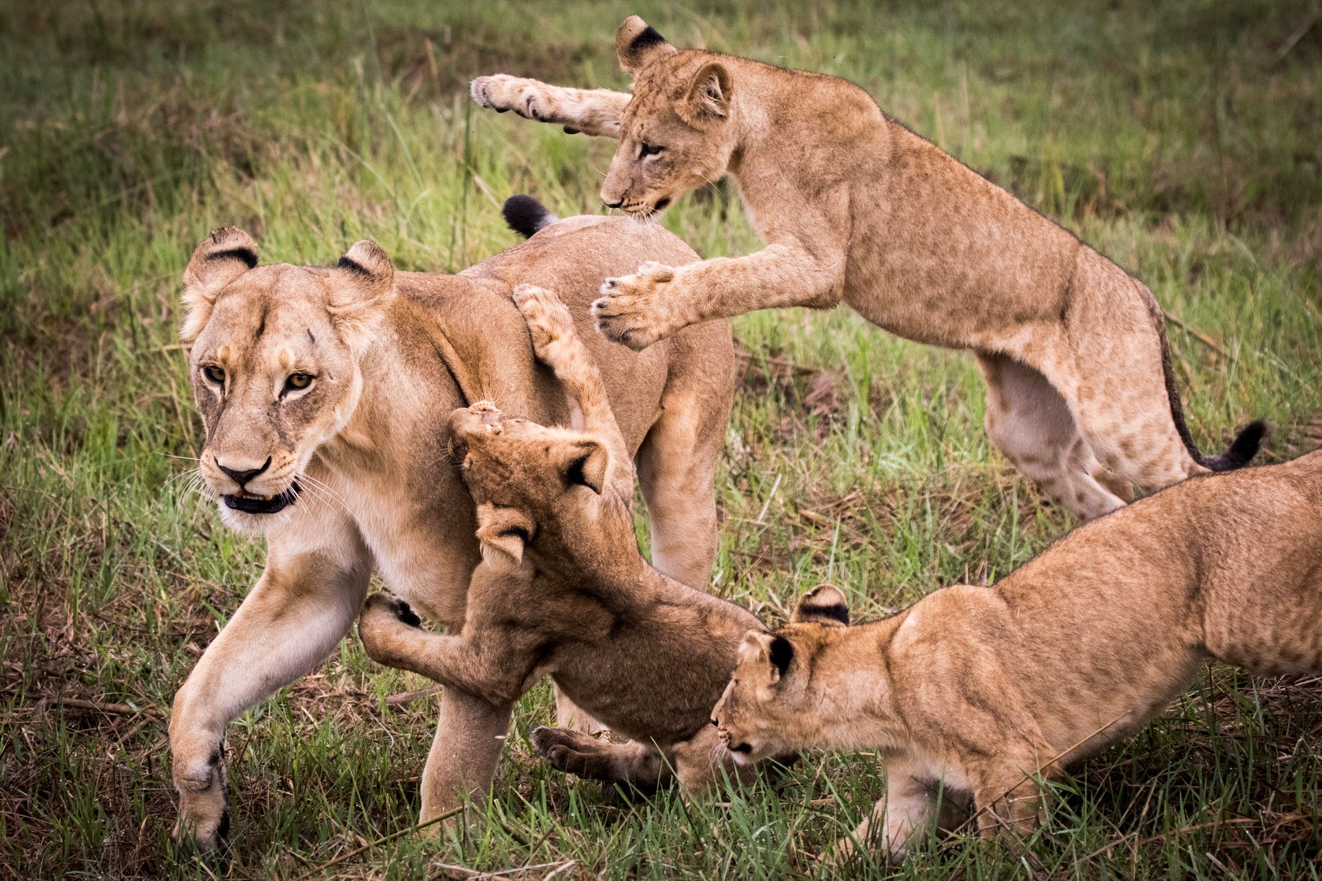 lions